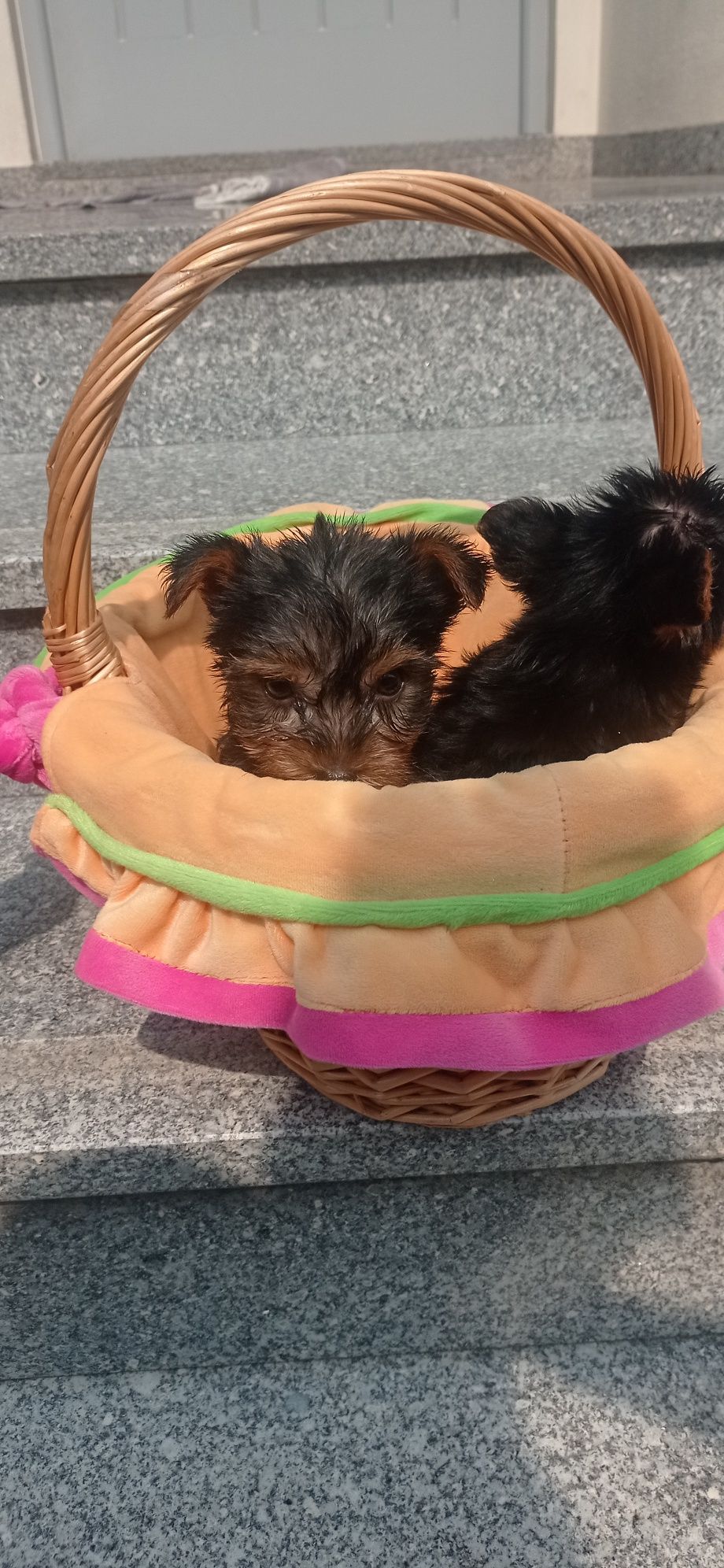 Yorkshire Terrier macho