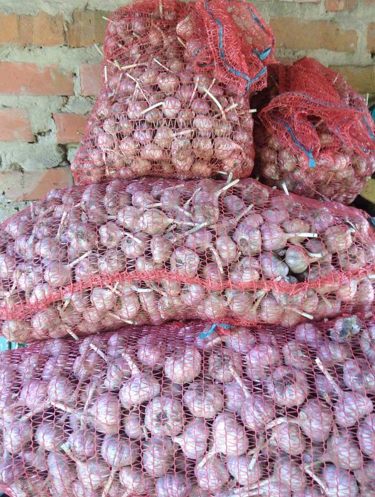 Чеснок Любаша...