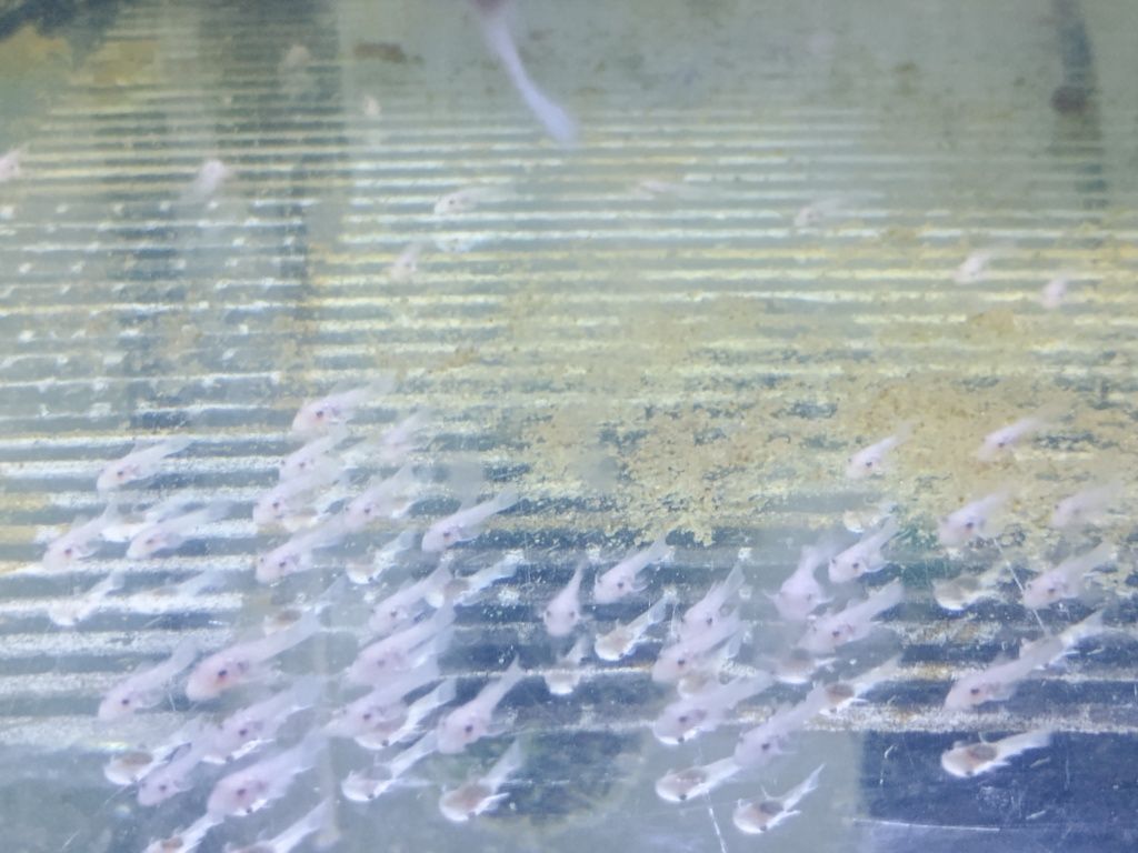 Mlode ancistrus snow white