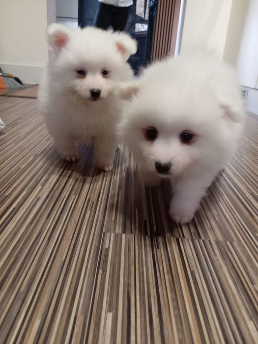 Szpic Niemiecki Średni