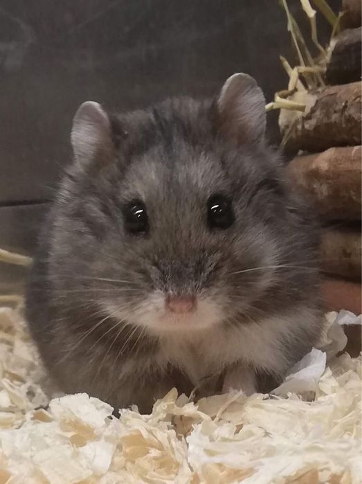 Джунгарские хомячки серенькие