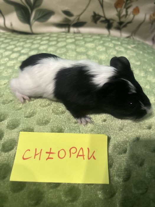 Swinki  morskie  zwierzatko domowe świnki