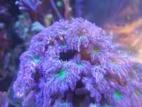 clavularii papaya koral coral