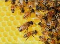 Продам пчелосемьи Дадан