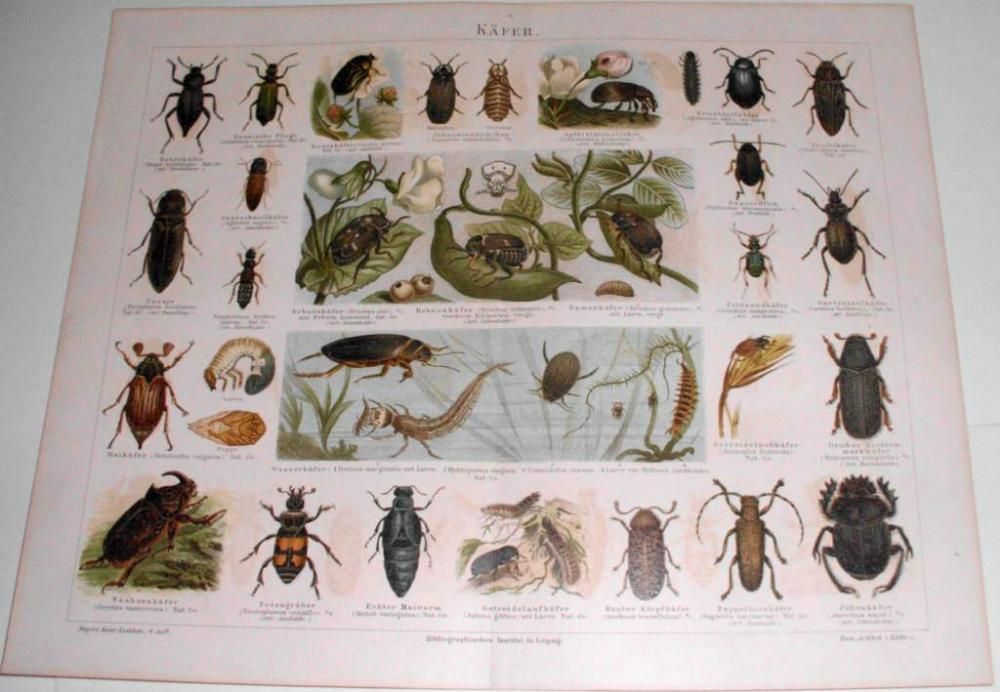 ZWIERZĘTA III oryginalne XIX w. chromolitografie