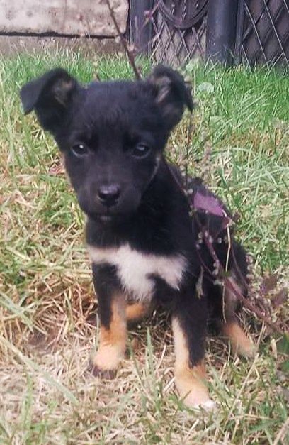 Цуценята шукають домівки!