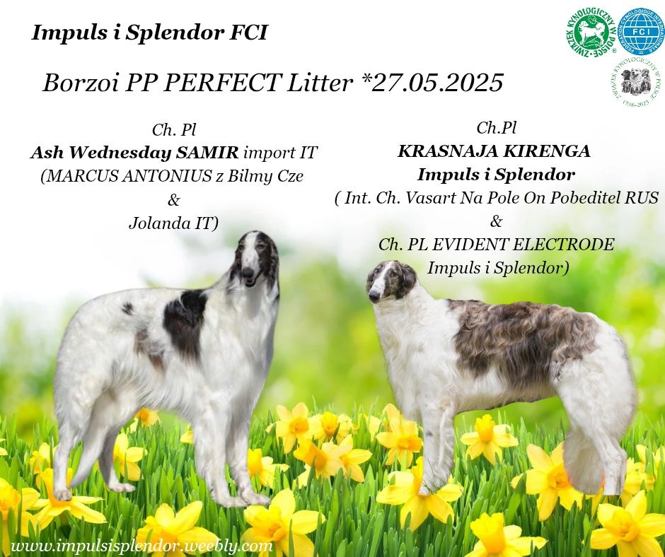 Chart rosyjski Borzoj PERFECT PRINCE- śliczny biało-pręgowany ZKwP/FCI