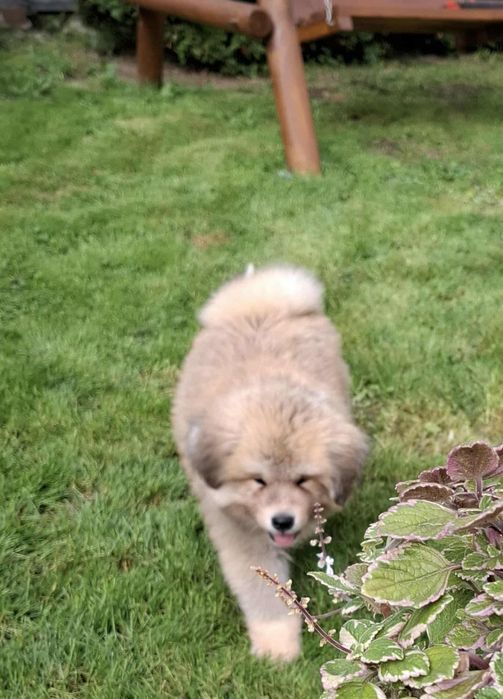 Akita Inu szczeniak