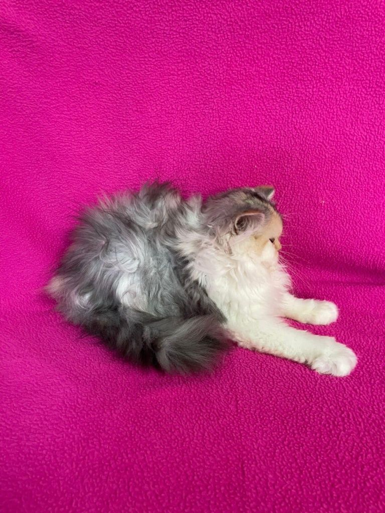 Scottish Longhair tortie femea