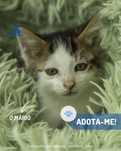 Gatos para adocão