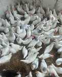 Kurki nioski leghorn młode