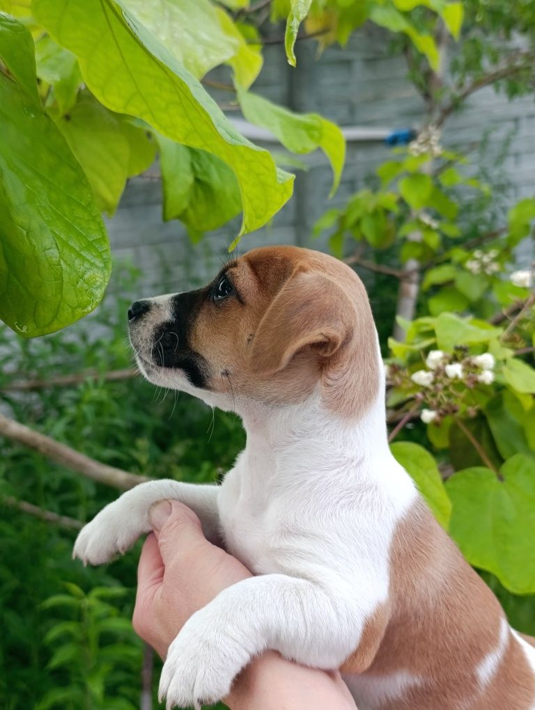 Jack Russell Terrier gładkowłosy ZKwP FCI