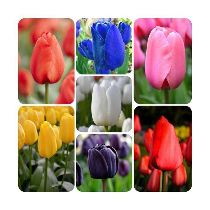 Cebulki TULIPANÓW Tulipan zestaw mix mieszanka Tulipany KWIATY Zestaw