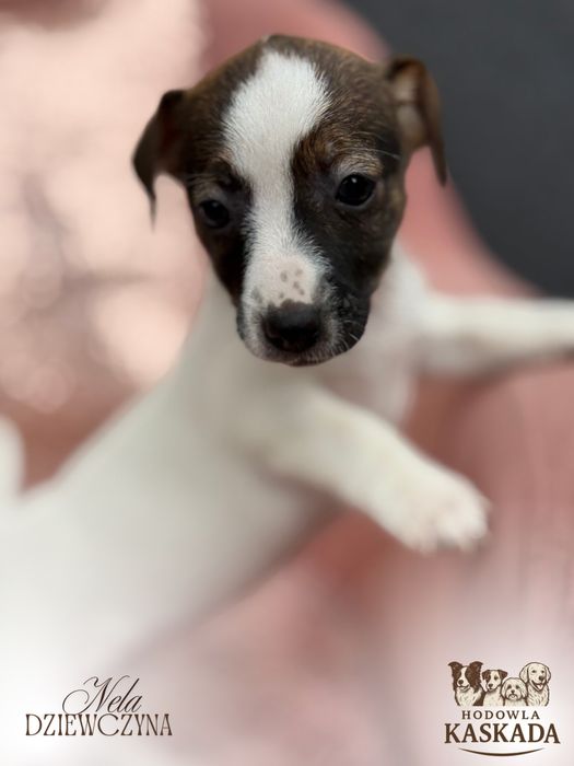 Jack Russell Terrier suczka o imieniu NELA