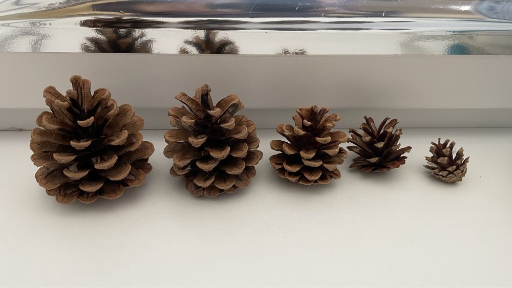 Сосновые шишки . Новогодний декор .