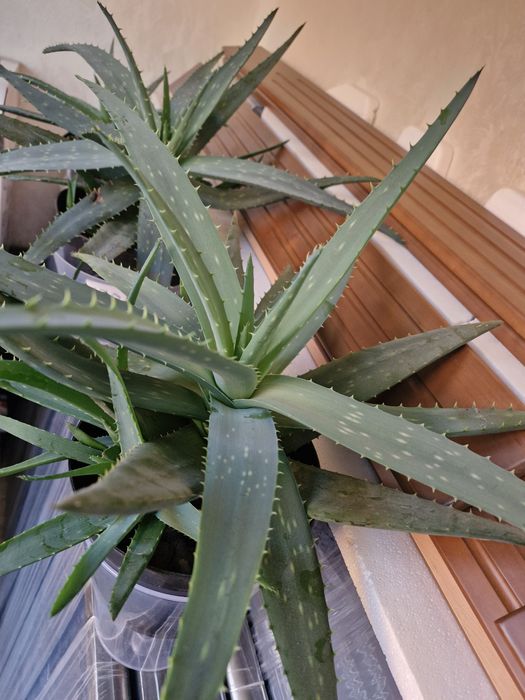 Разные сорта Алоэ. Детки и взрослые растения