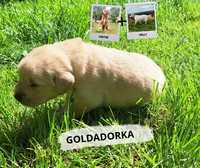 Golden Retriever + Labrador Retriever czyli GOLDADOR!