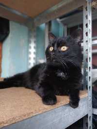 Черный красивый кот Честер