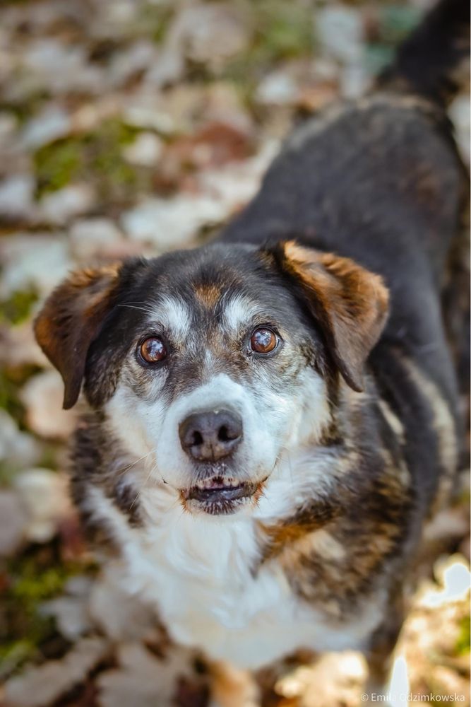 Kajtuś- starszy pies do adopcji