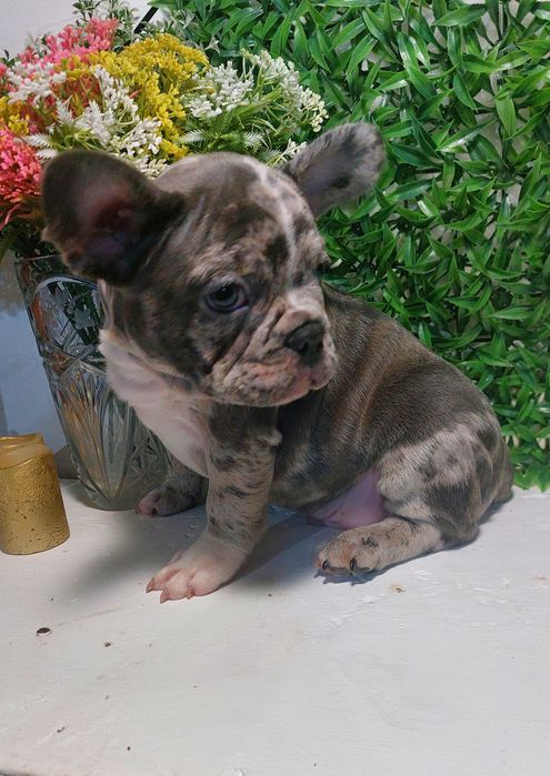 Щенки французского бульдога,французский бульдог