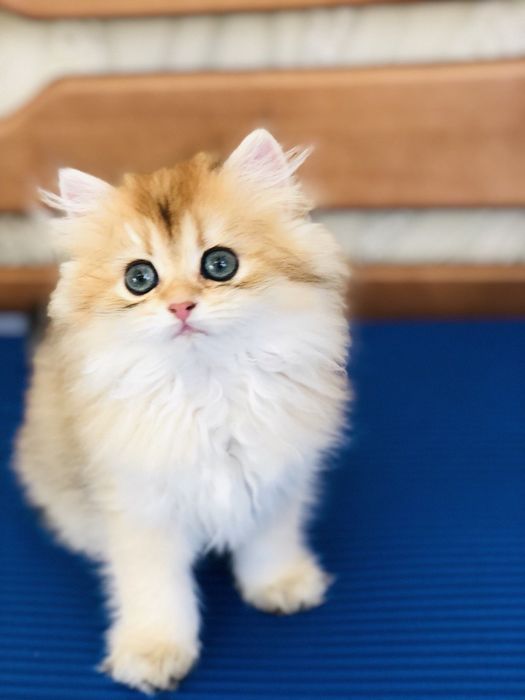 Британские золотые мальчики. Купить в Киеве в украине.Питомник.