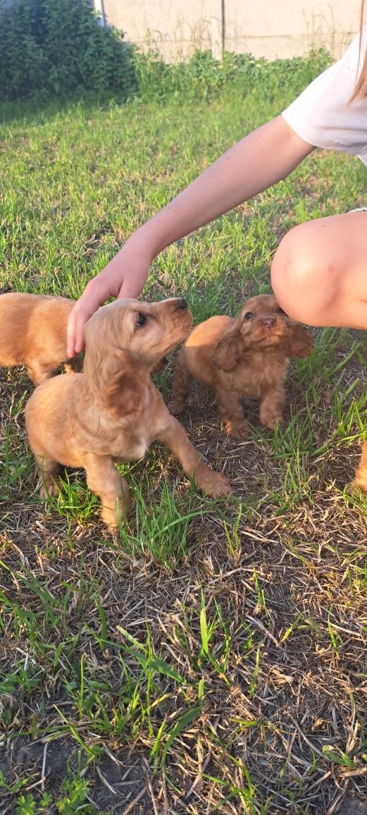 Śliczny cocker spaniel
