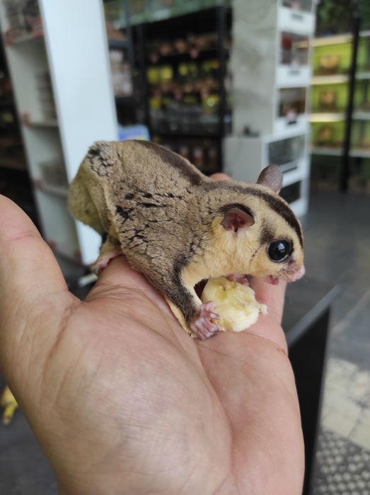 Lotopałanka karłowata