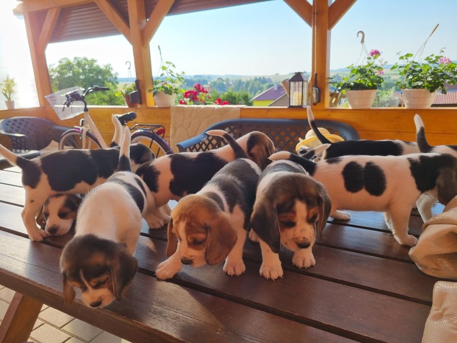 Beagle tri-color