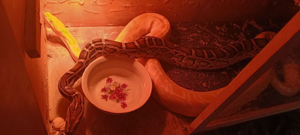 Продам двох тигрових пітонів