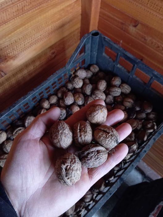 Orzechy włoskie z własnego ogrodu