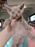 Kotka Devon rex cynamonowa rodowód FPL