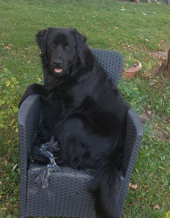 Mieszanka Golden Retriever