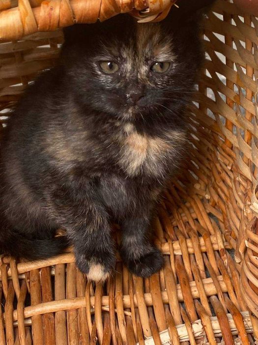 Маленьке кошенятко шукає родину