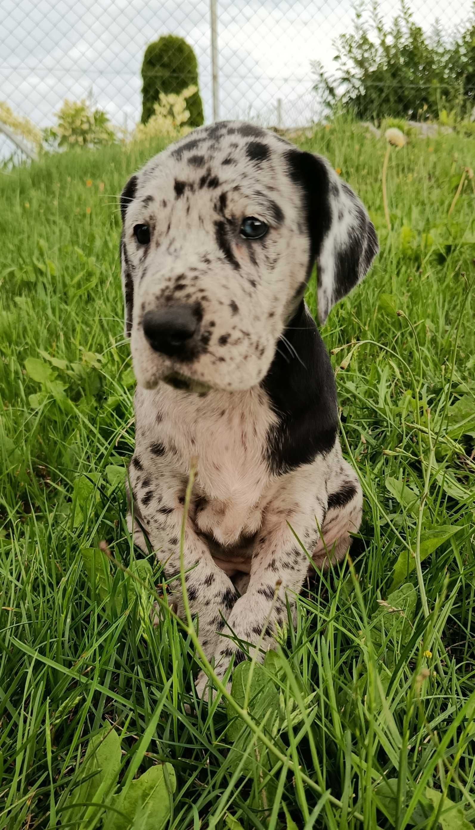 Dog niemiecki suczka