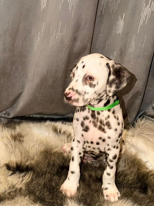 Piesek rasy dalmatyńczyk