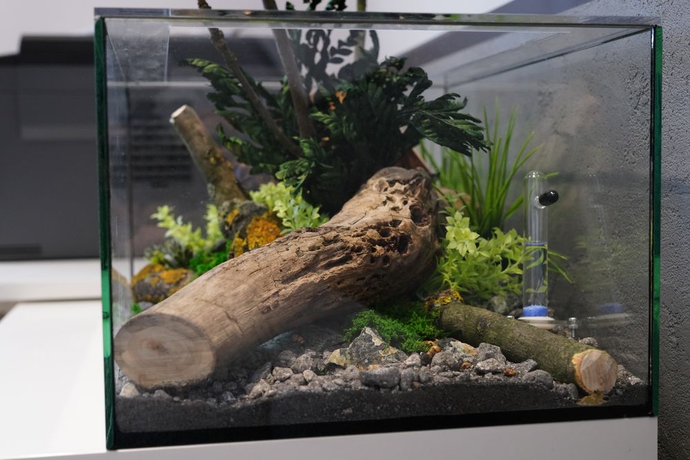 Urządzone formikarium z drewnianym gniazdem