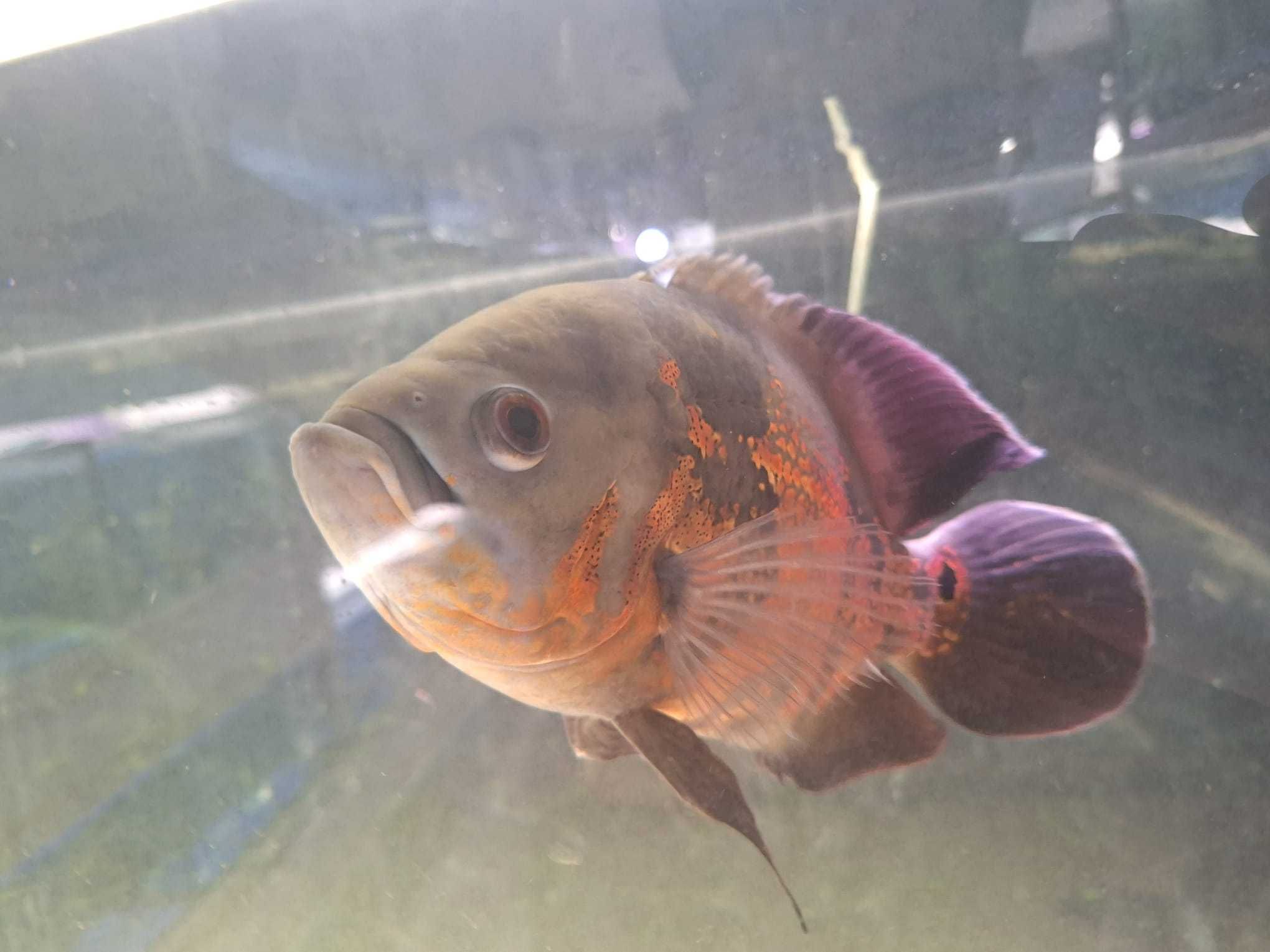 Oscar tigre   \  Astronotus Ocellatus 20-25cm