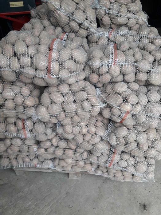 Ziemniaki jadalne IRGA