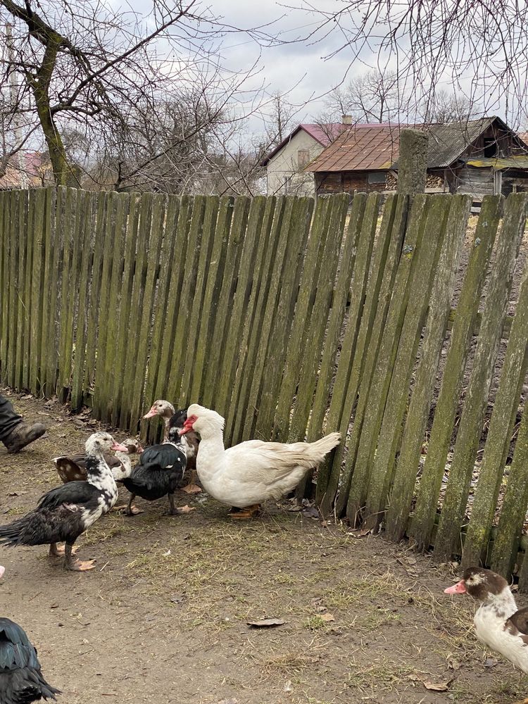 Продаються індокачки німецької м’ясної породи