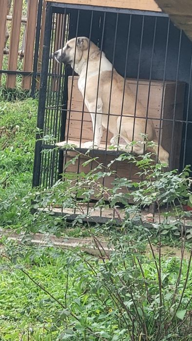 В'язка,чистокровний Алабай