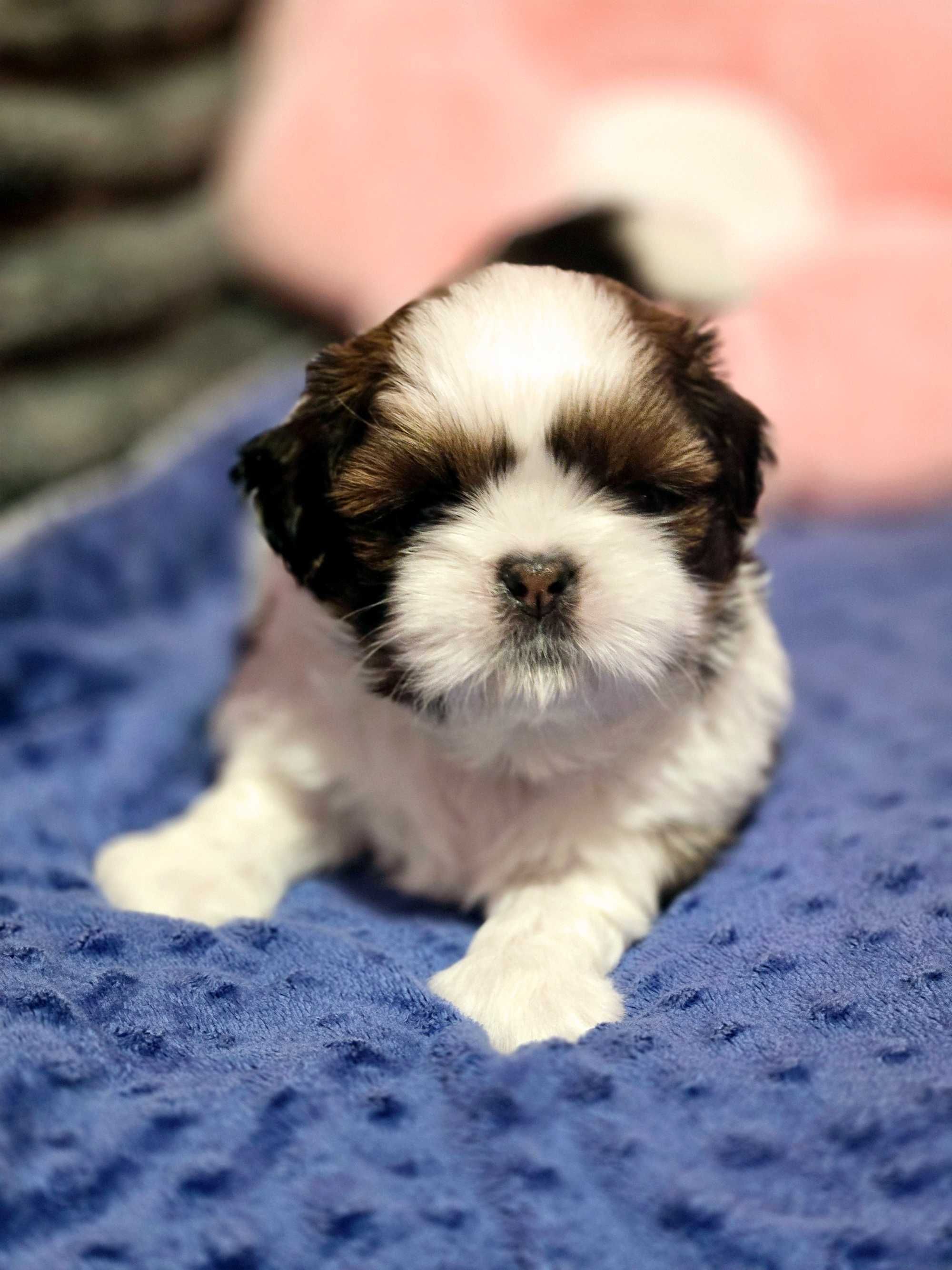 Shih tzu piesek szczeniaczek z rodowodem ZKwP FCI