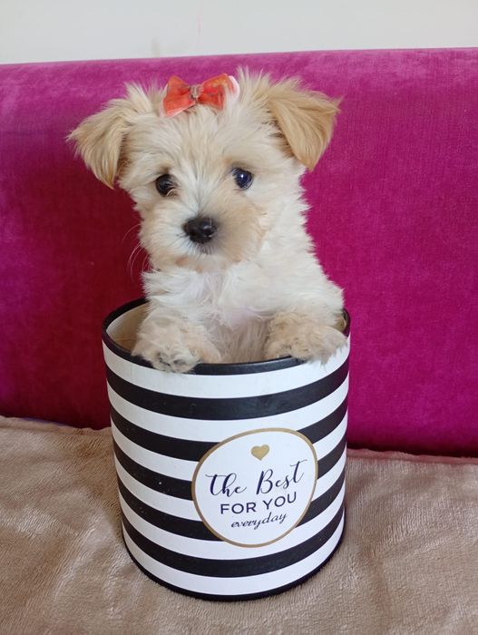 Mini piesek Maltipoo