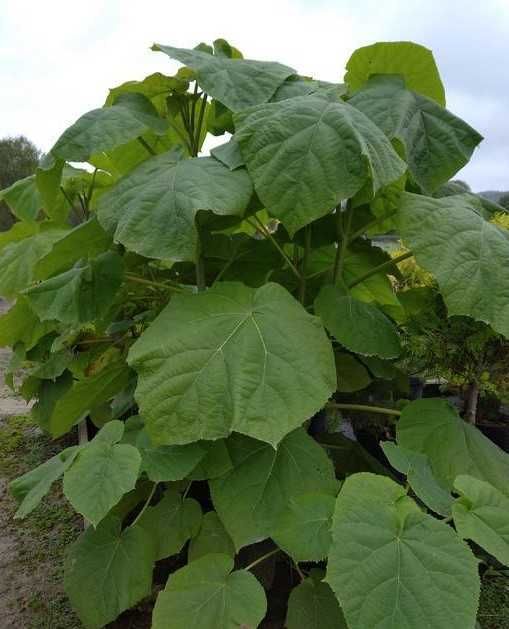 Oxygen tree drzewo tlenowe ShanTong Paulownia sadzonki