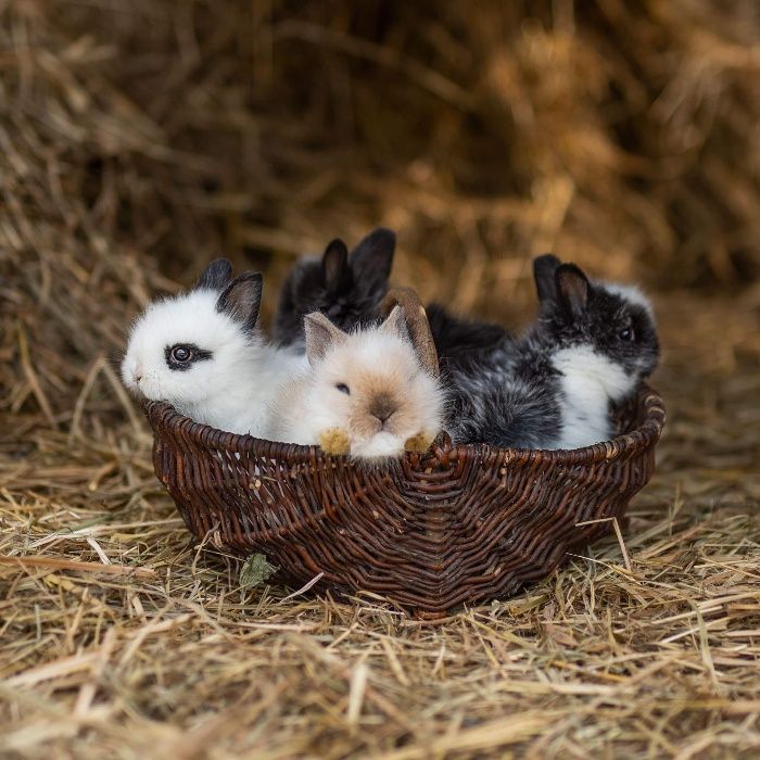 Karzełek teddy mini lop karzełek baranek dowóz z kierowcą
