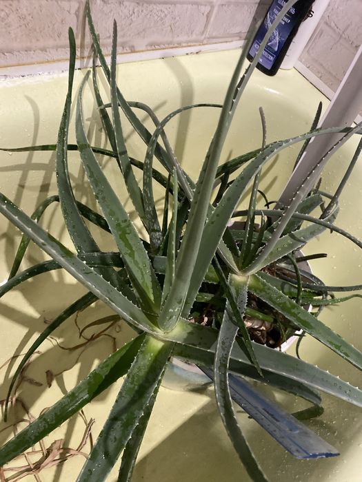 Алое вера, раннык