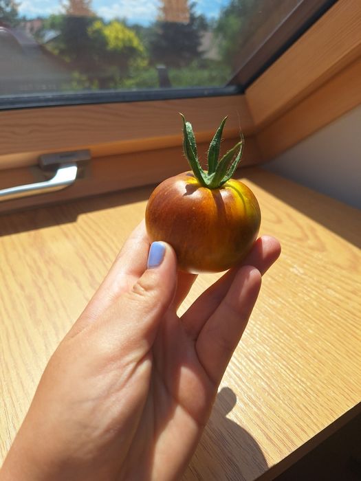 Nasiona kolekcjonerskie pomidorów