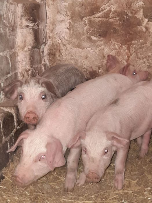 Продам поросят (с.Воронівка )