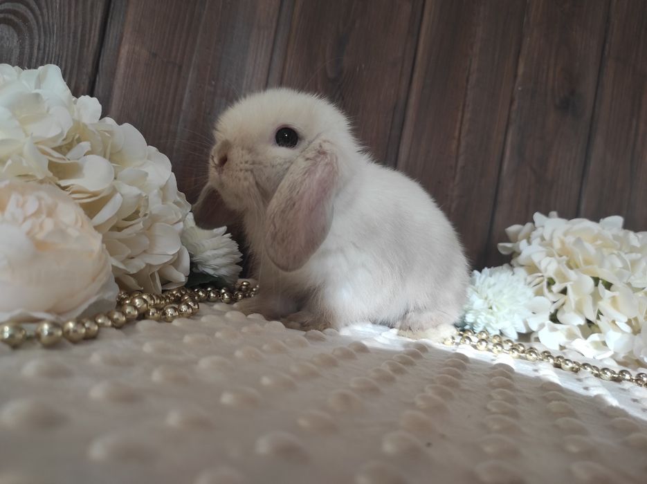 Mini Lopki z WYPRAWKĄ I KSIĄŻECZKĄ Śliczne Malutkie Króliczki