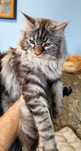 Kotka Maine coon-możliwa opcja do hodowli