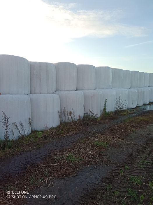 Sianokiszonka kiszonka bele żyto z wyka